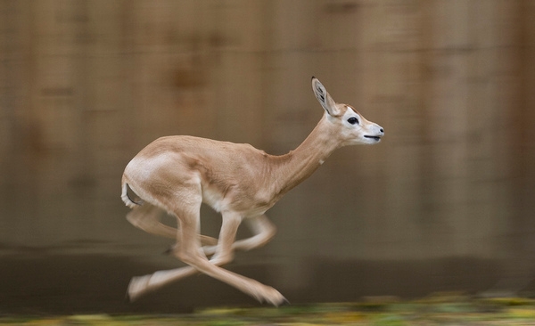 High growth enterprises, or ‘gazelles’, are a growing source of global employment. Smithsonian's National Zoo/Flickr