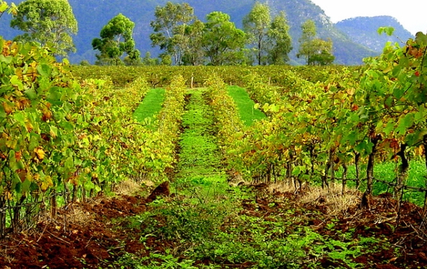 Coal seam gas projects will have to assess their impact on vineyards in New South Wales. Flickr/krossbow