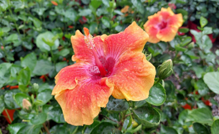 Where to Buy Hibiscus Plants Near Me in Australia? 6 Trusted Websites Where to Buy Hibiscus Plants Near Me in Australia? 6 Trusted Websites